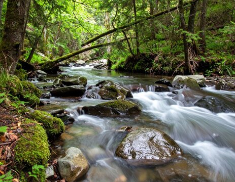 Quiet forest stream with smooth rocks, mossy banks, and soft water movement under