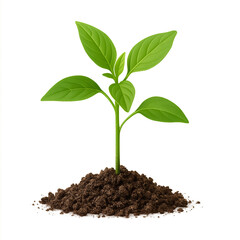 young plant in soil isolated on transparent or white background png