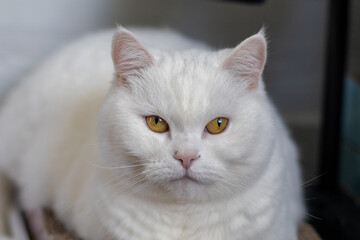Obraz premium Close-up portrait of a white British Shorthair cat with intense golden eyes, looking seriously at the camera while resting indoors.