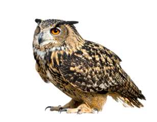 Eule isoliert auf weißen Hintergrund, Freisteller 