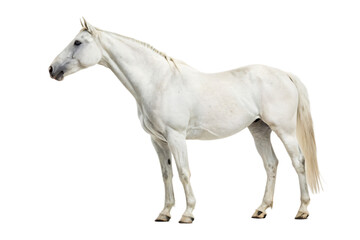 Obraz premium white horse standing, png transparent background