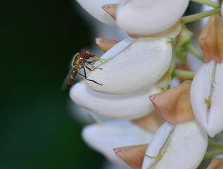 hover fly feeding on nectar
