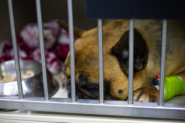 French bulldog resting in a cage at the veterinary clinic, recovering after surgery with intravenous therapy and bandages, showcasing the care provided to animals in need.