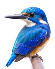 Fototapeta premium cerulean kingfisher isolated on white background