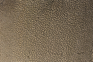 Swamp in Sau reservoir