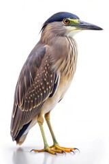 japanese night heron isolated on white background
