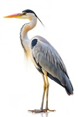 Obraz premium cocoi heron isolated on white background