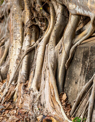 Ancient tree roots,at Phnom Kraom temple ruins,near to Tonle Sap lake and Siem Reap,Cambodia.