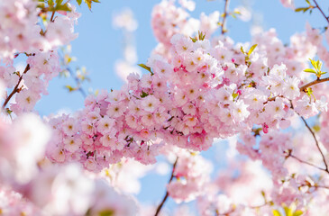 Close up of cherry tree pink blossoms