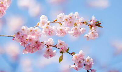 Close up of cherry tree pink blossoms