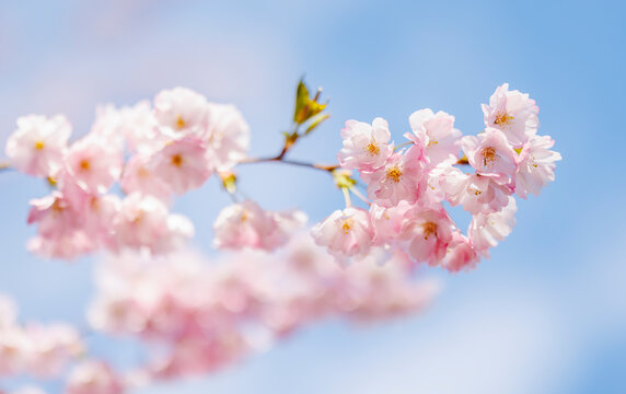 Close up of cherry tree pink blossoms - Powered by Adobe