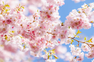 Close up of cherry tree pink blossoms