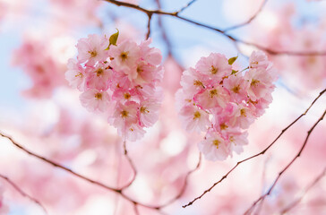 Close up of cherry tree pink blossoms