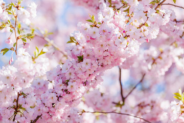 Close up of cherry tree pink blossoms