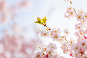 Close up of blooming cherry tree pink blossoms