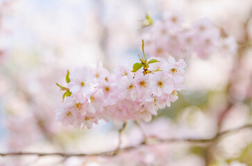 Close up of blooming cherry tree pink blossoms