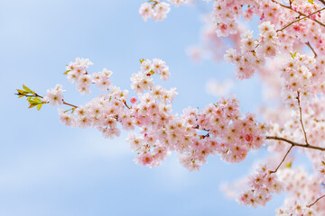 Close up of blooming cherry tree pink blossoms