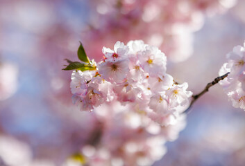 Close up of cherry tree pink blossoms