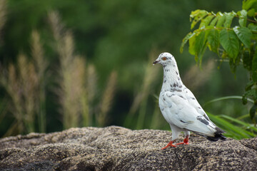 A White Pigeon on the Hilltop of the Maligatenna (Maligathanna) Raja Maha Viharaya, Gampaha, Sri Lanka.