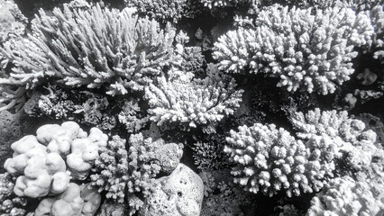 Fototapeta premium Living Coral Reef Texture - Pantone Color of the Year Background for Sustainable Designs
