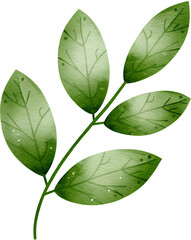 Watercolor green leaves on a branch on a transparent background.