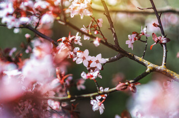 Delicate white cherry blossoms on tree branches with red leaves, against background of sun glare. Spring picture.