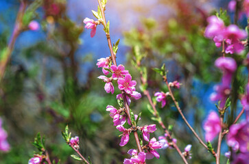 Branch with delicate pink apple flowers against blurred nature and blue sky. Pink buds of apple flowers.