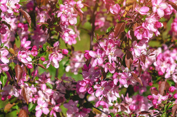 Pink apple blossom in different stages of opening. Full bloom and apple tree buds. Spring tender picture.