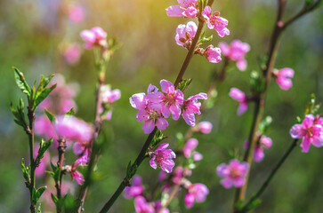 Blossomed pink flowers on apple branch, blurred background. Spring flowering. Selective focus.