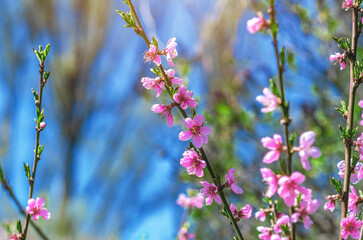 Branches with delicate pink apple blossoms against a blurred nature and blue sky background. Inspiring spring picture.