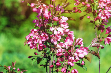 Delicate pink apple blossom in full bloom on tree against a green blurred background. Spring content.