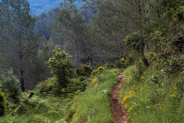 Fototapeta premium Path in a deep forest. 