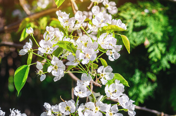Branch of blooming pear. Pear blossoms. White flowers fruit tree. Macro. Blurred background.
