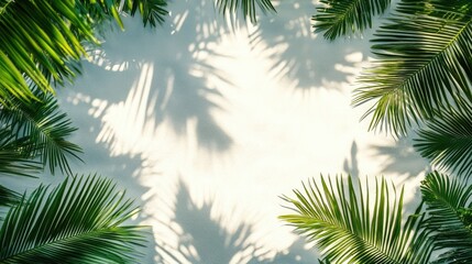 Tropical Palm Leaves Frame on White Wall Background