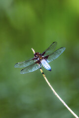 broad bodied chaser perched on a branch