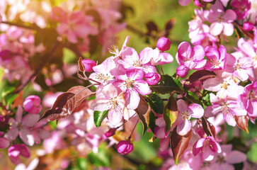 Macro of pink apple blossom on tree on green blurred background with sun glare. Spring inspiration.