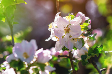 White flowers on apple tree branch, blurred background. Spring blossom. Floristic natural spring concept. Macro.