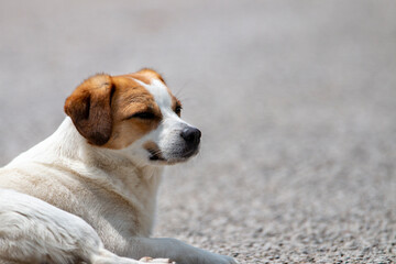 A portrait of dog with brown, black and white colours. Copy space. Peaceful dog resting under the hot sunlights.