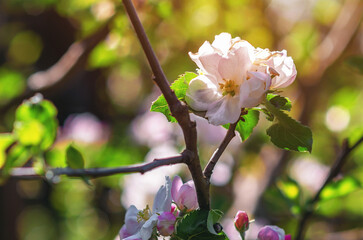 Apple tree branch with large white-pink delicate flowers. Selective focus. Spring flowering. Floral natural spring screensaver.