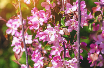 Branch with pink apple blossom on tree on a green blurred background with sun glare. Spring content.