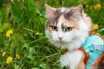 Portrait of a cat on an spring walk