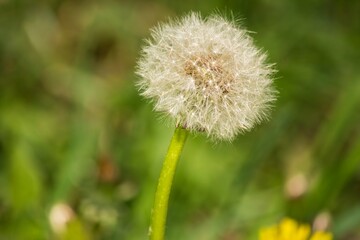 Fluffy head of a dandelion close up