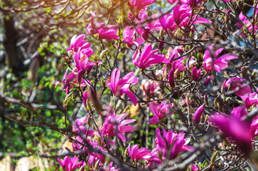 View of blooming pink magnolia bush with blurred focus on soft green nature background under sunlight.