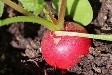 rotes Radieschen in der Erde