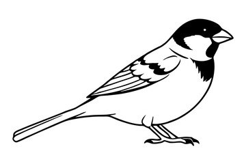 sparrow silhouette line art vector illustration with a white background