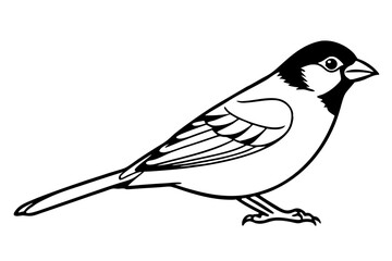 sparrow silhouette line art vector illustration with a white background
