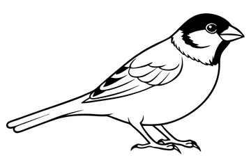 sparrow silhouette line art vector illustration with a white background