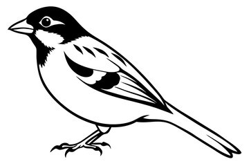 sparrow silhouette line art vector illustration with a white background