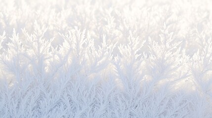 Obraz premium High detail image of frost crystals arranged natural formation with smooth gradient lighting