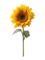 A vibrant yellow sunflower with a dark center and green leaves stands tall against a clean white background, showcasing its natural beauty in stark contrast.